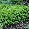 Paeonia 'Rock's Variety', habit