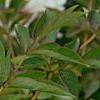 Paeonia 'Rock's Variety', flowers
