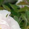 Paeonia 'Rock's Variety', flowers