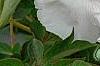 Paeonia 'Rock's Variety', flowers