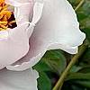 Paeonia 'Rock's Variety', flowers