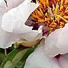 Paeonia 'Rock's Variety', flowers