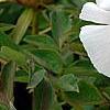 Paeonia 'Rock's Variety', flowers