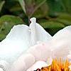 Paeonia 'Rock's Variety', flowers