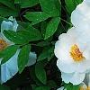 Paeonia suffruticosa 'Qing Xiang Bai', habit