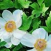 Paeonia suffruticosa 'Qing Xiang Bai', habit