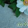 Paeonia suffruticosa 'Qing Xiang Bai', habit