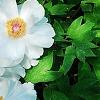 Paeonia suffruticosa 'Qing Xiang Bai', habit