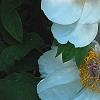 Paeonia suffruticosa 'Qing Xiang Bai', flowers