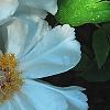 Paeonia suffruticosa 'Qing Xiang Bai', flowers