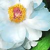 Paeonia suffruticosa 'Qing Xiang Bai', flowers