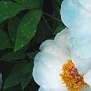 Paeonia suffruticosa 'Qing Xiang Bai', flowers