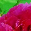 Paeonia suffruticosa 'Zi Qiao', flowers