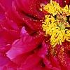 Paeonia suffruticosa 'Zi Qiao', flowers
