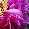 Paeonia suffruticosa 'Zi Qiao', flowers