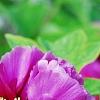 Paeonia suffruticosa 'Zi Qiao', flowers