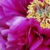 Paeonia suffruticosa 'Zi Qiao', flowers