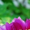 Paeonia suffruticosa 'Zi Qiao', flowers
