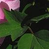 Paeonia suffruticosa 'Zhu Sha Lei', flowers