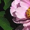 Paeonia suffruticosa 'Zhu Sha Lei', flowers
