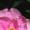 Paeonia suffruticosa 'Zhu Sha Lei', flowers