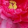 Paeonia 'Taiya', flowers