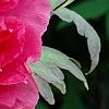 Paeonia 'Taiya', flowers