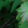 Paeonia 'Taiya', flowers
