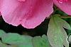 Paeonia 'Taiya', flowers