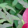 Paeonia 'Taiya', flowers