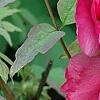 Paeonia 'Taiya', flowers