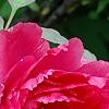 Paeonia 'Taiya', flowers