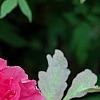Paeonia 'Taiya', flowers