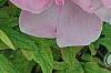 Paeonia 'Taisho-No-Hokuri', flowers