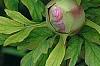 Paeonia 'Taisho-No-Hokuri', flowers