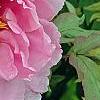 Paeonia 'Taisho-No-Hokuri', flowers