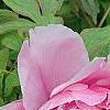 Paeonia 'Taisho-No-Hokuri', flowers