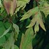 Paeonia 'Taisho-No-Hokuri', flowers