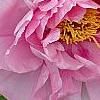 Paeonia 'Taisho-No-Hokuri', flowers