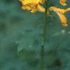 Pseudofumaria lutea, flowers