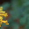 Pseudofumaria lutea, flowers