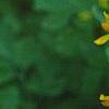 Pseudofumaria lutea, flowers