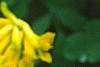 Pseudofumaria lutea, flowers