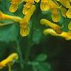 Pseudofumaria lutea, flowers