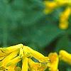 Pseudofumaria lutea, flowers