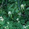 Pseudofumaria alba subsp. acaulis, habit