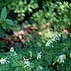 Pseudofumaria alba subsp. acaulis, habit