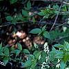 Pseudofumaria alba subsp. acaulis, habit