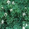 Pseudofumaria alba subsp. acaulis, habit