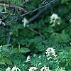 Pseudofumaria alba subsp. acaulis, habit